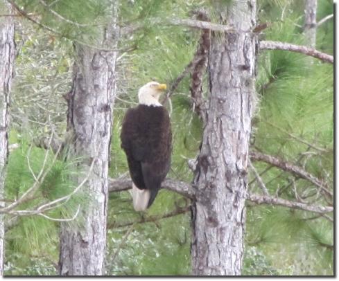 eagle1